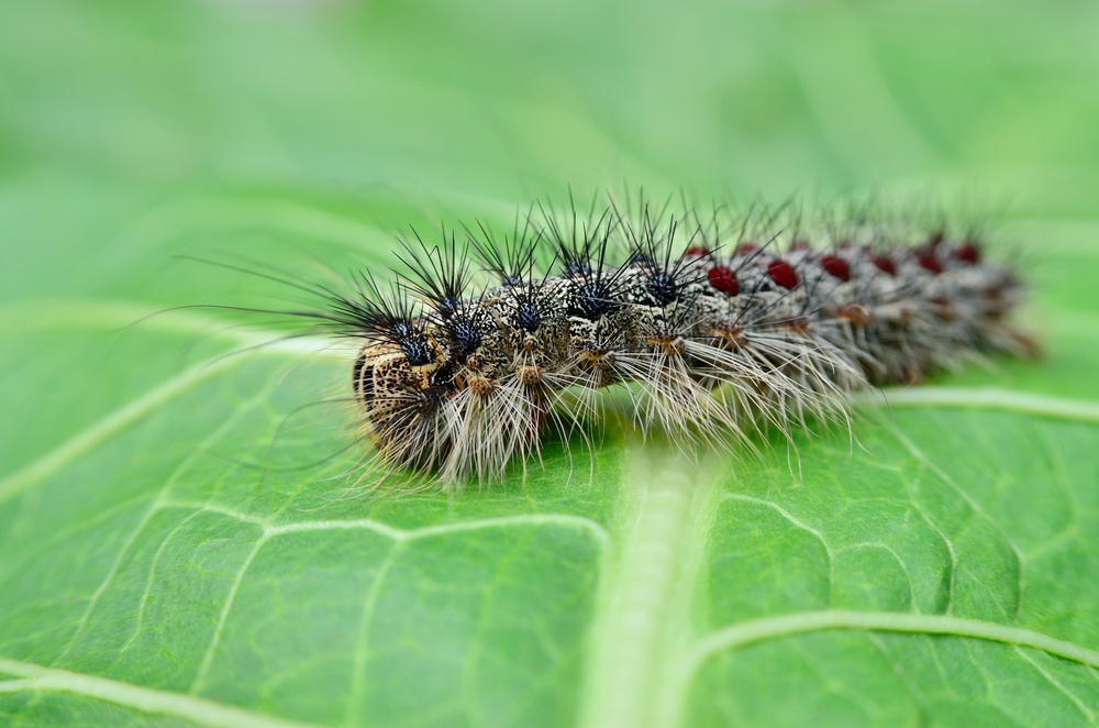 A gypsy moth caterpillar crawling on young leaves.
