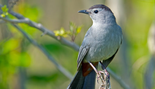A grey catbird perched against a background of thin branches