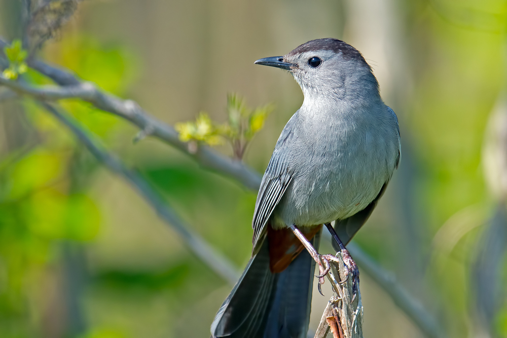 A grey catbird perched against a background of thin branches