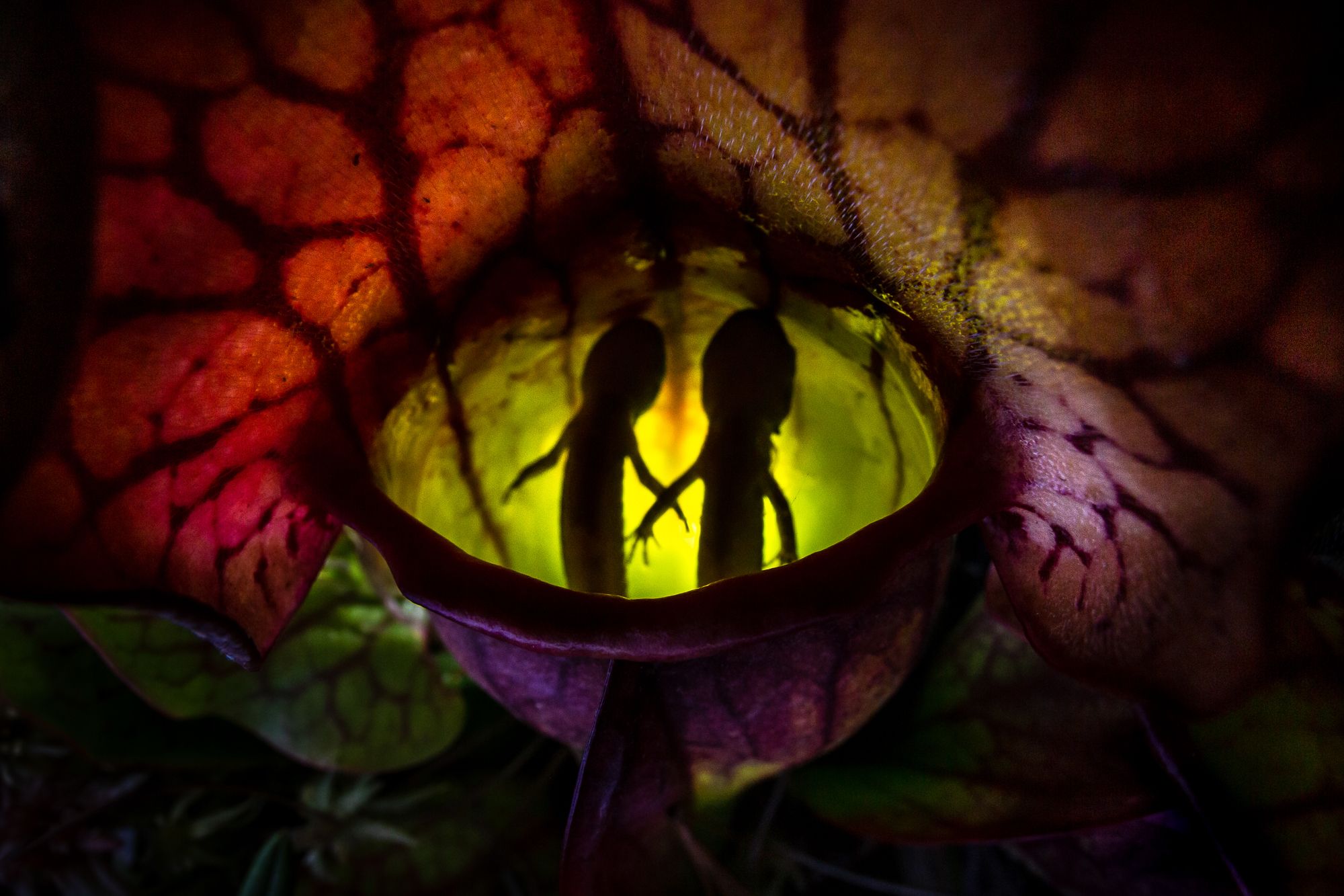 The silhouette of two decaying salamanders floating at the surface of a Northern Pitcher Plant's fluid.
