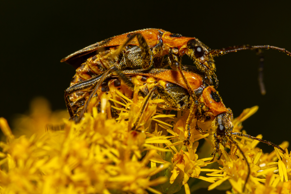 A close-up of two soldier beetles mating, insects
