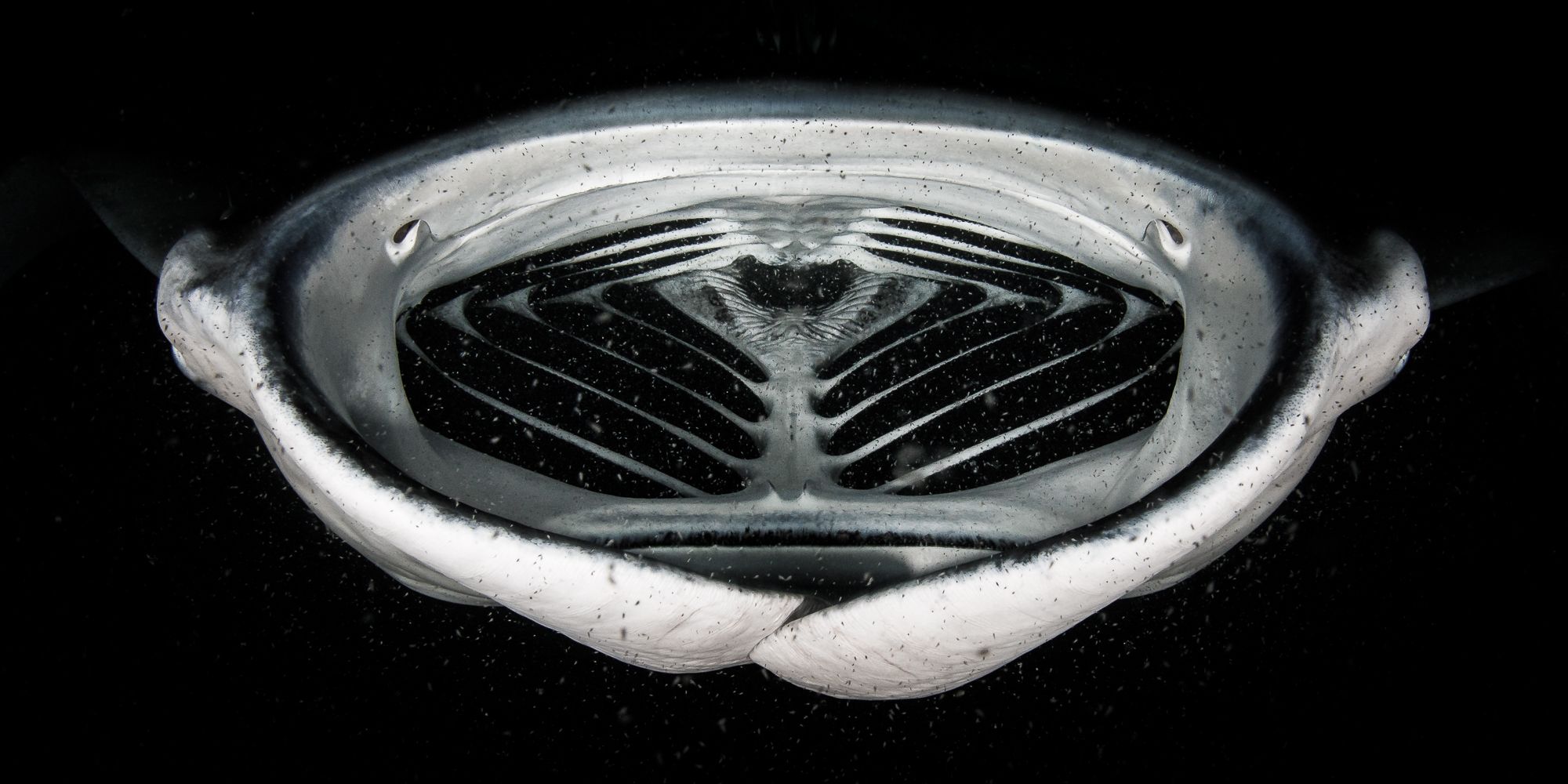 The open mouth of a manta ray.