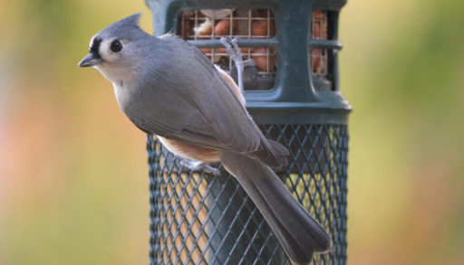 A bird on a bird feeder.