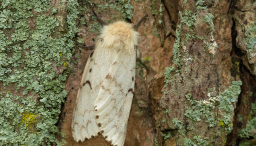 Gypsy Moth