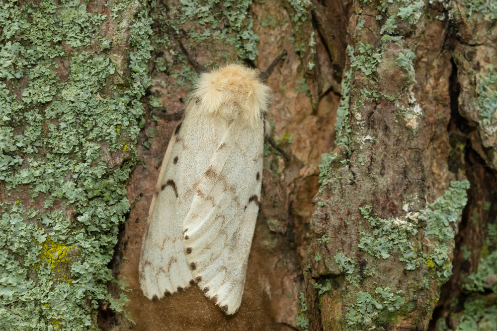 Gypsy Moth