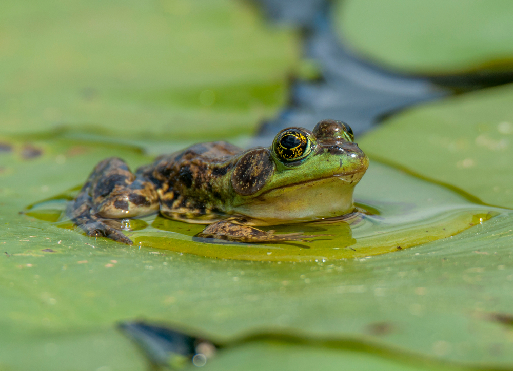 A mink frog sitting in the water, surrounded by lily pads