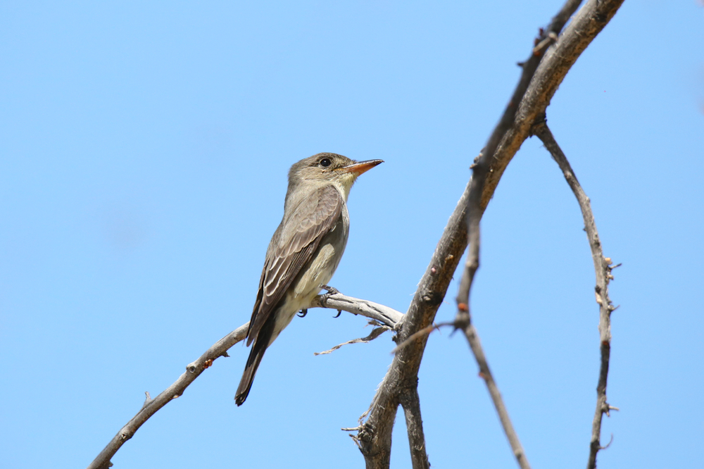 An olive-sided flycatcher perched on a thin branch
