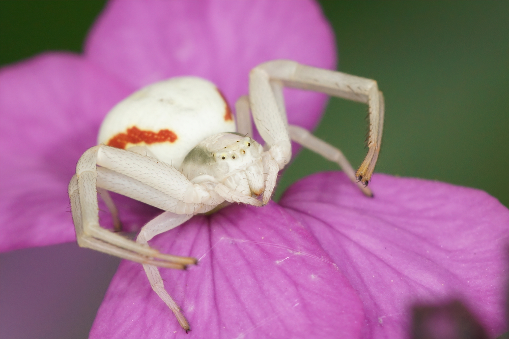 A white goldenrod spider on a purple flower