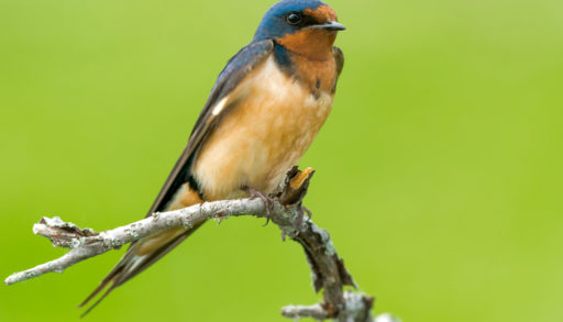 A barn swallow perched on a tree branch against a green background