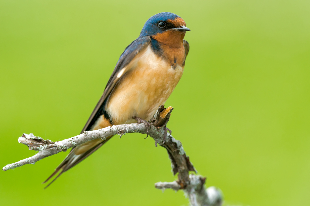 A barn swallow perched on a tree branch against a green background