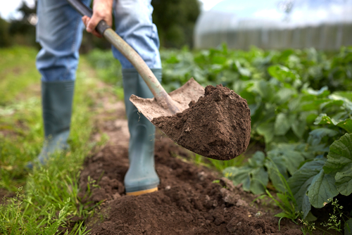 farming, gardening, agriculture and people concept - man with shovel digging garden bed or farm, yardwork tools