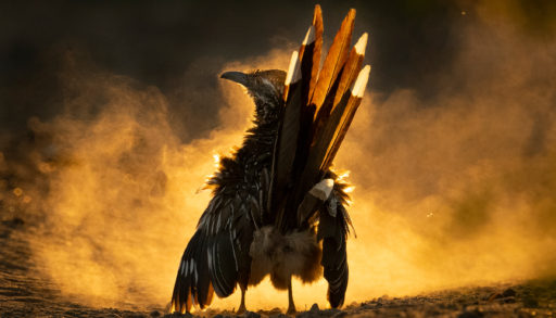 In the midst of an evening dust bath, a Greater Roadrunner stands proudly, backlit by the sun. Brilliant, golden light exposes white-tipped tail feathers that contrast with downy feathers fanning out from its sides. Dust froma recent roll in the dirt lingers in the air.