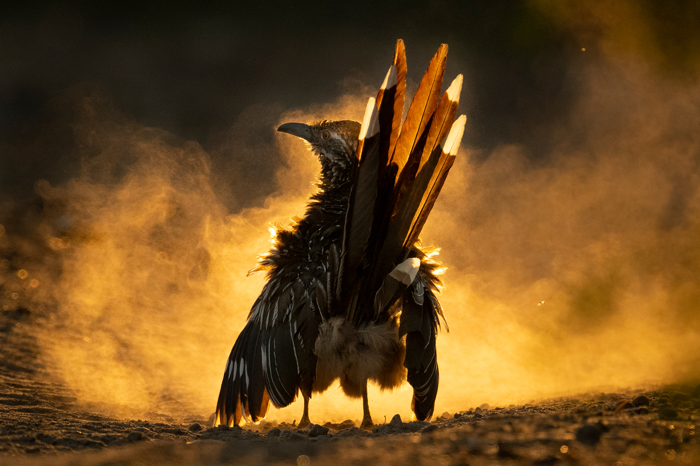 In the midst of an evening dust bath, a Greater Roadrunner stands proudly, backlit by the sun. Brilliant, golden light exposes white-tipped tail feathers that contrast with downy feathers fanning out from its sides. Dust froma recent roll in the dirt lingers in the air.