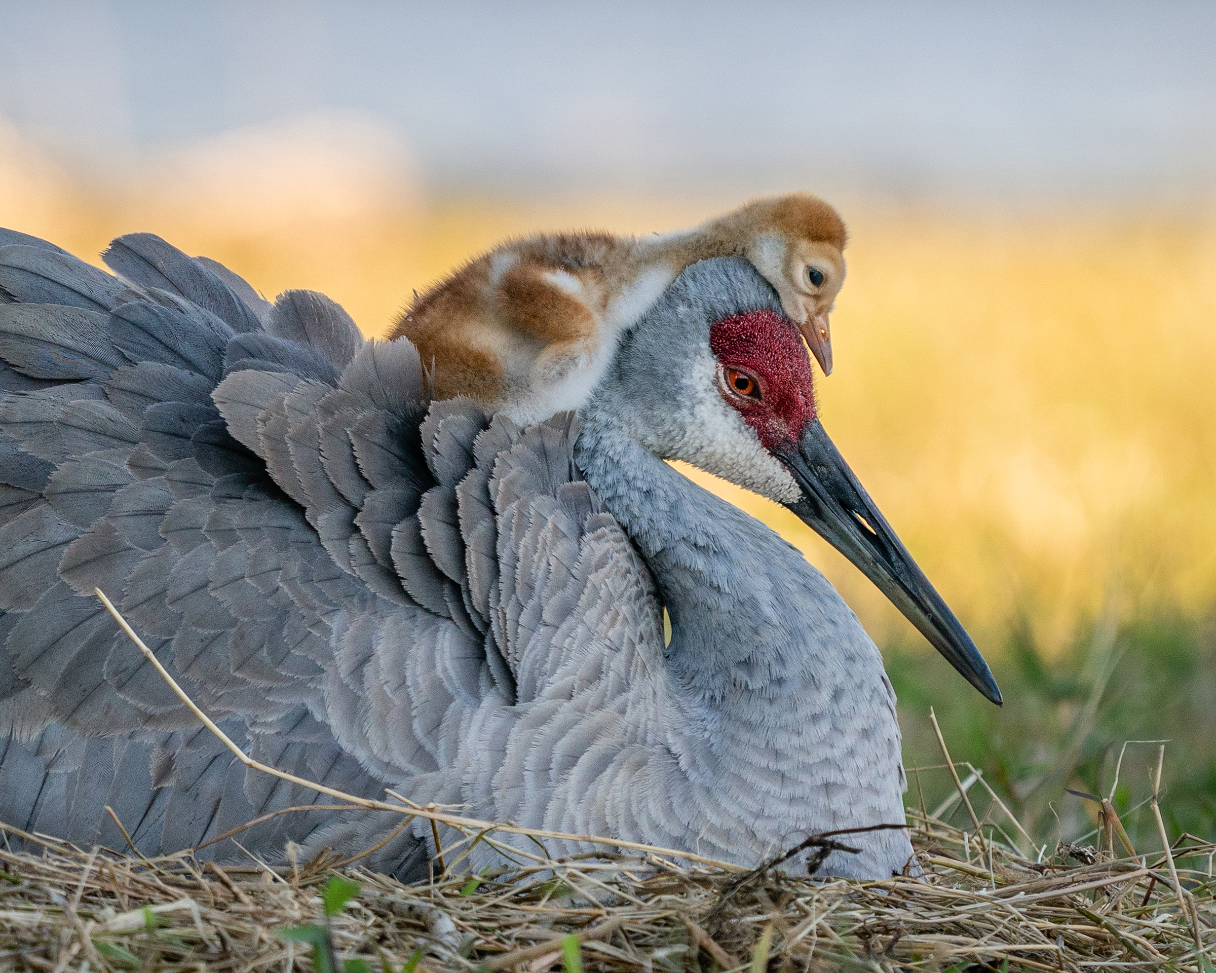 A newborn sandhill crane colt rests atop its mother, its body curled around her red-crowned head. The colt’s orange and white fluffy body contrasts the mother’s blue-gray feathers, their profiles against a blurry yellow background.
