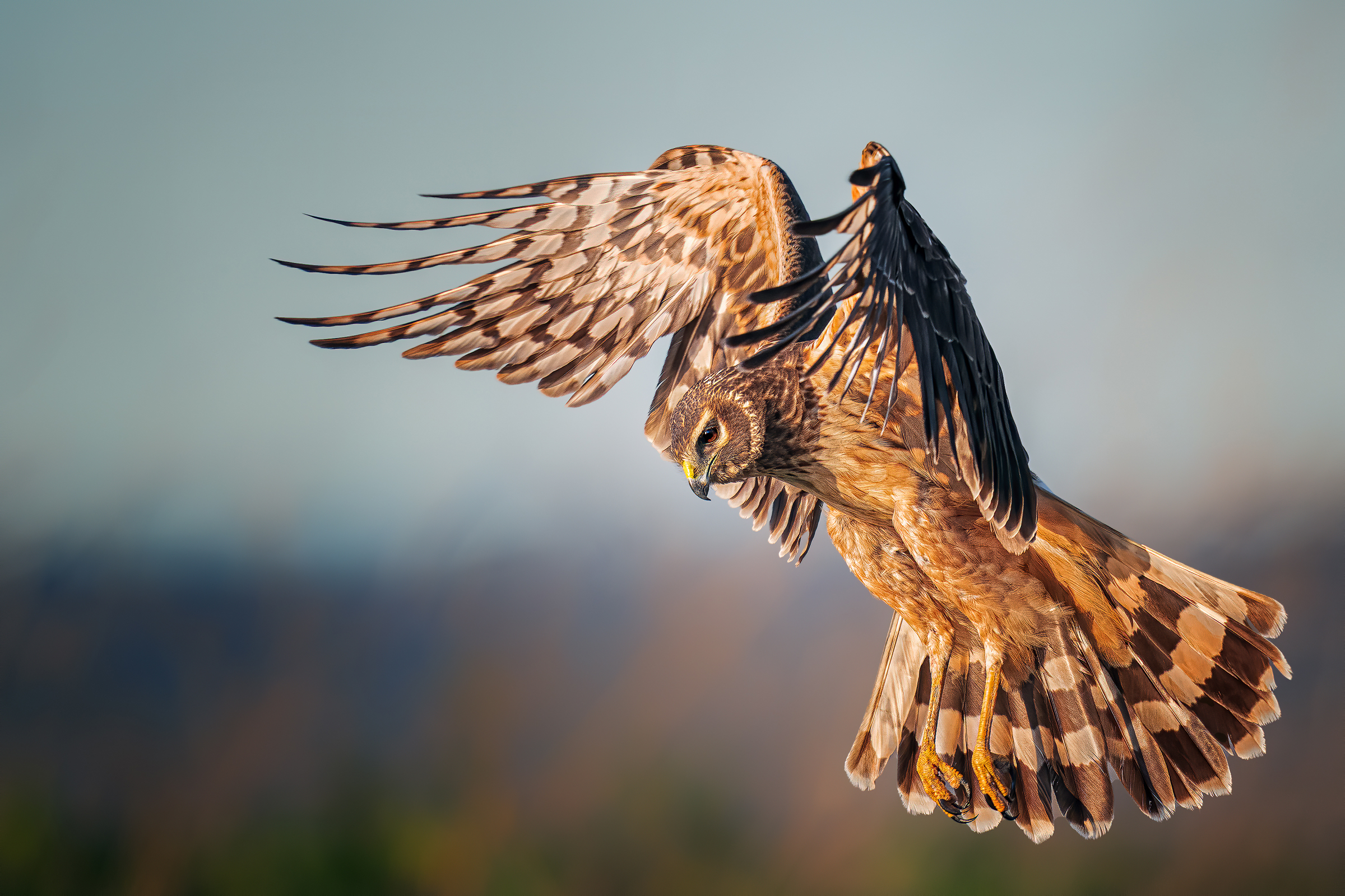 A female Northern Harrier flies over a wetland, her broad wings raised over her head. Her long tail striped with white and brown spreads out like a fan, her round face facing down.