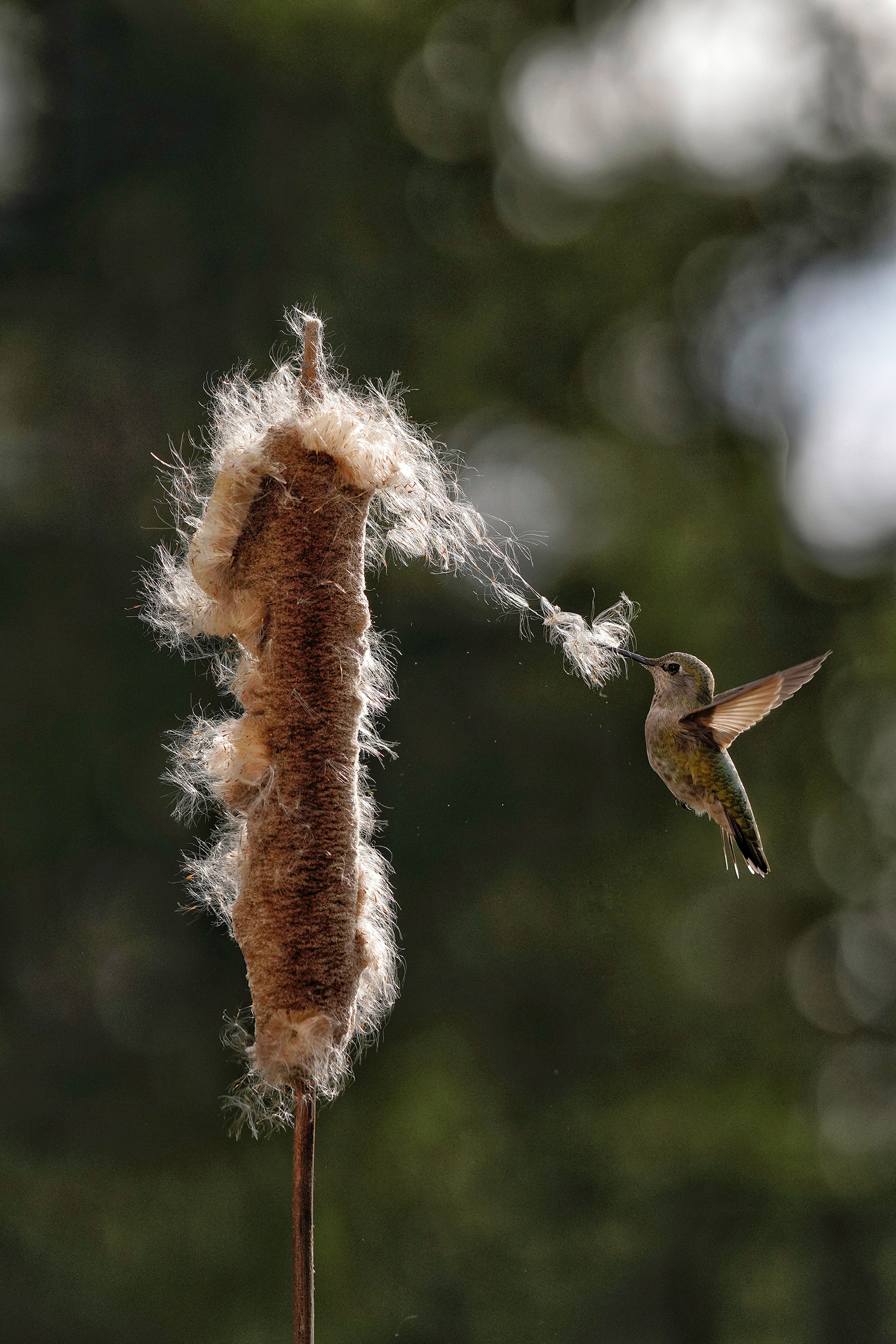 The brown, cylindrical top of a cattail stands upright as a green Anna’s Hummingbird half its size pulls away seed fibers, their fluff extending from her beak to the top of the plant. The sunlit cattail is illuminated around the edges.