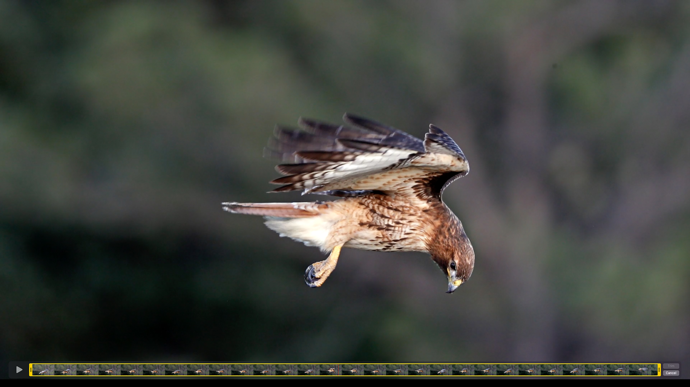 Hovering in a stiff wind, a red-tailed hawk seems to be suspended in the air with wings outstretched as it cocks its head to the side to scan the ground for prey. The dark gray wing feathers turn upward as its yellow feet dangle below, the green trees in the background.