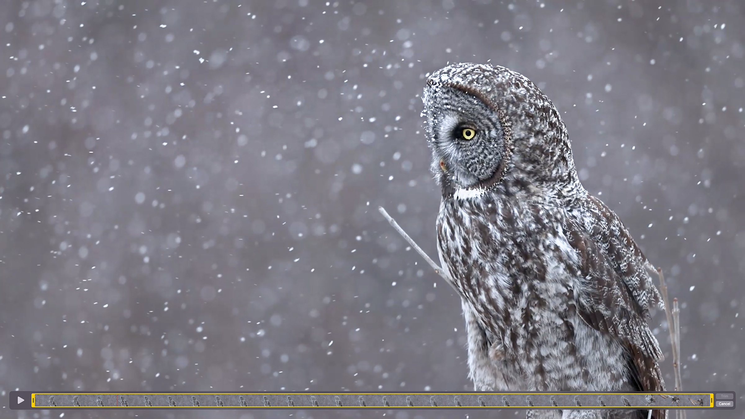 Snow gently falls across a wintery grey landscape with a Great Gray Owl perched on a thin branch. The owl slowly turns its head, revealing piercing yellow eyes and a bloodstained beak. Snow has accumulated on the face as it surveys its surroundings. The owl slowly spreads its wings and silently flies away.
