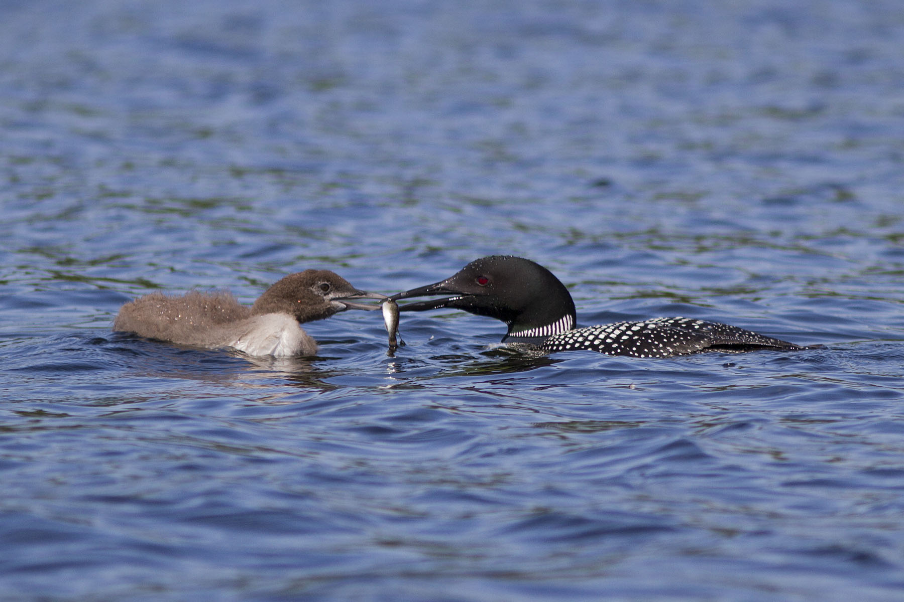 Adult loon feeding baby loon