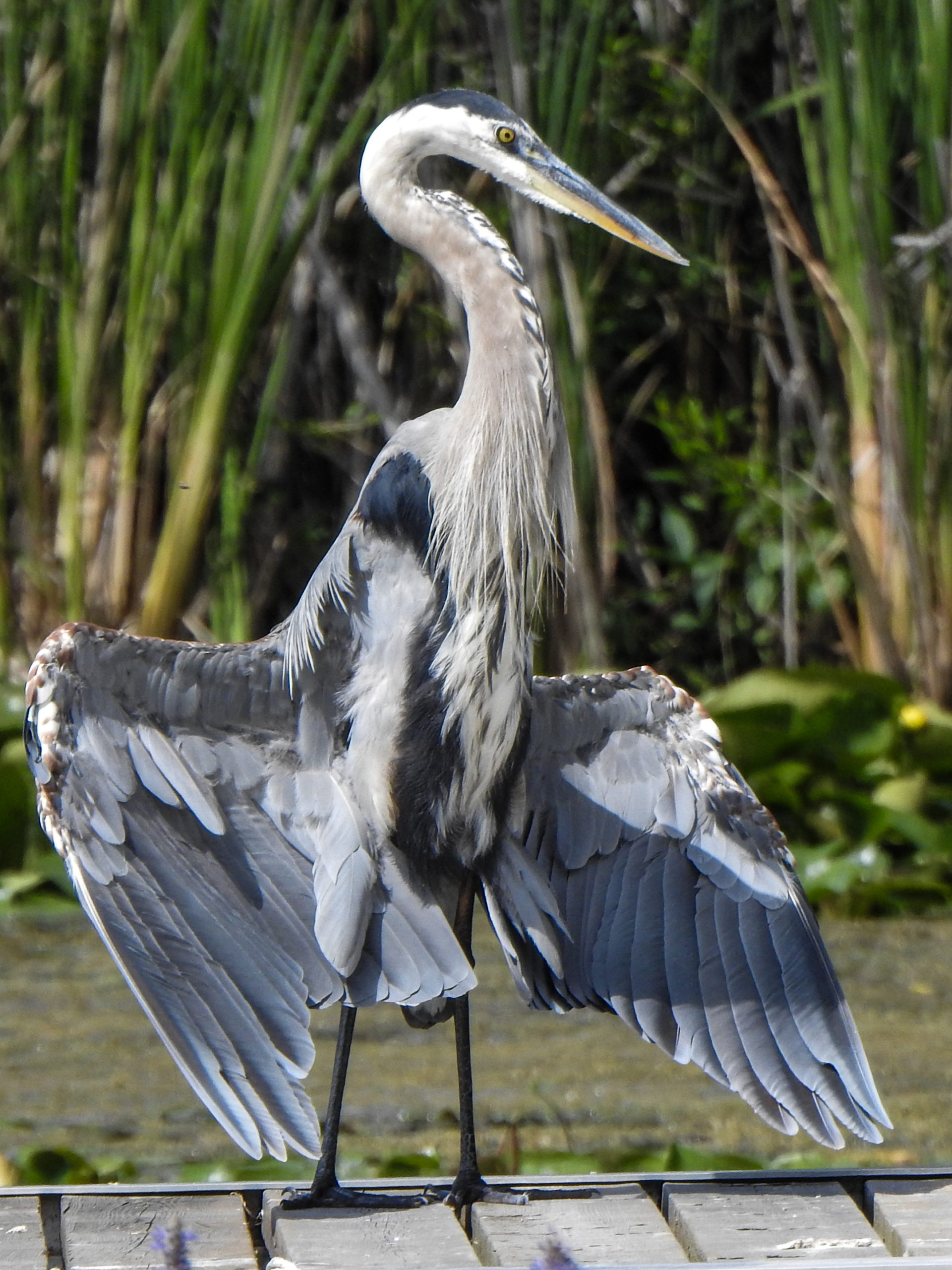 Heron on a lake