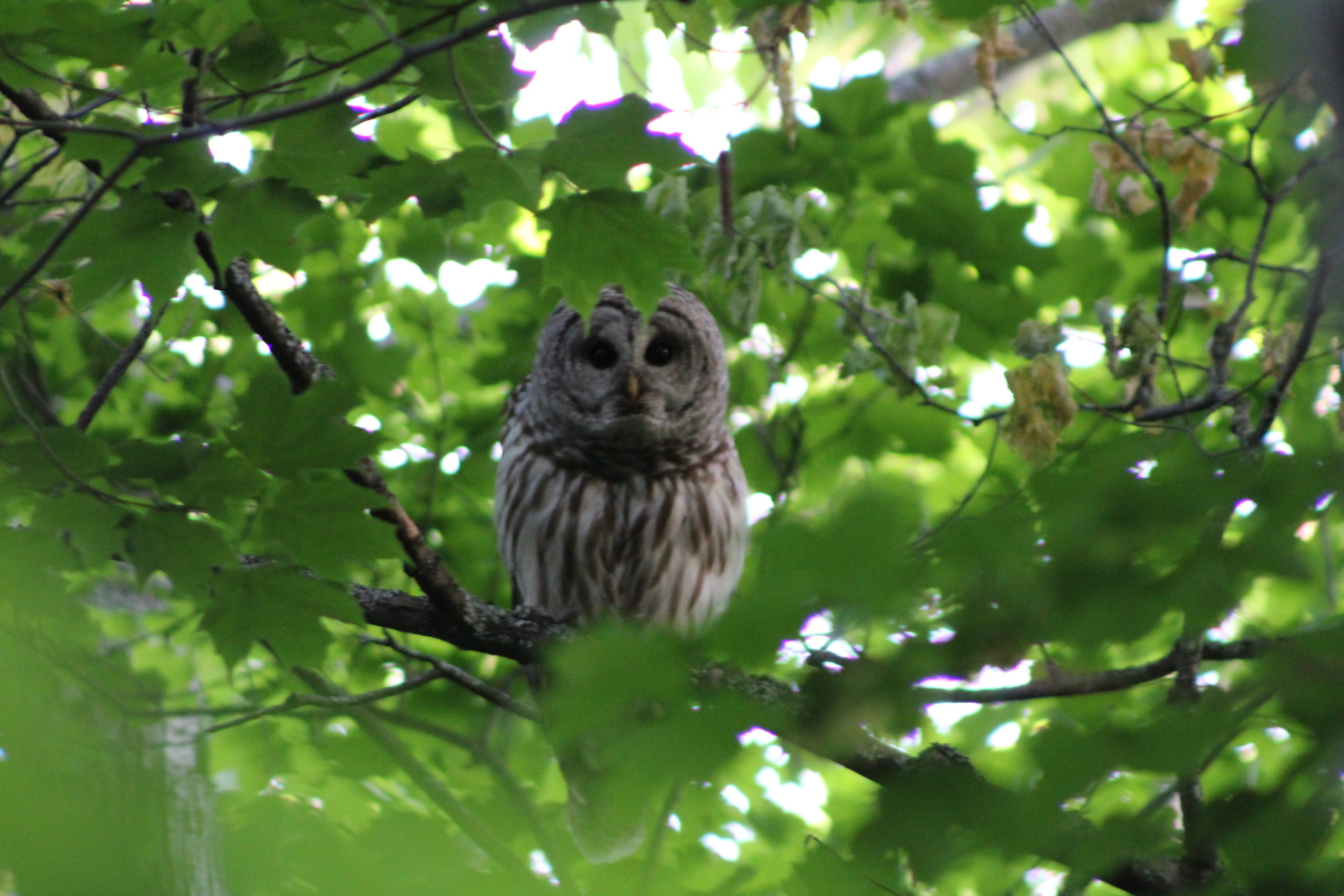 Owl in the tree