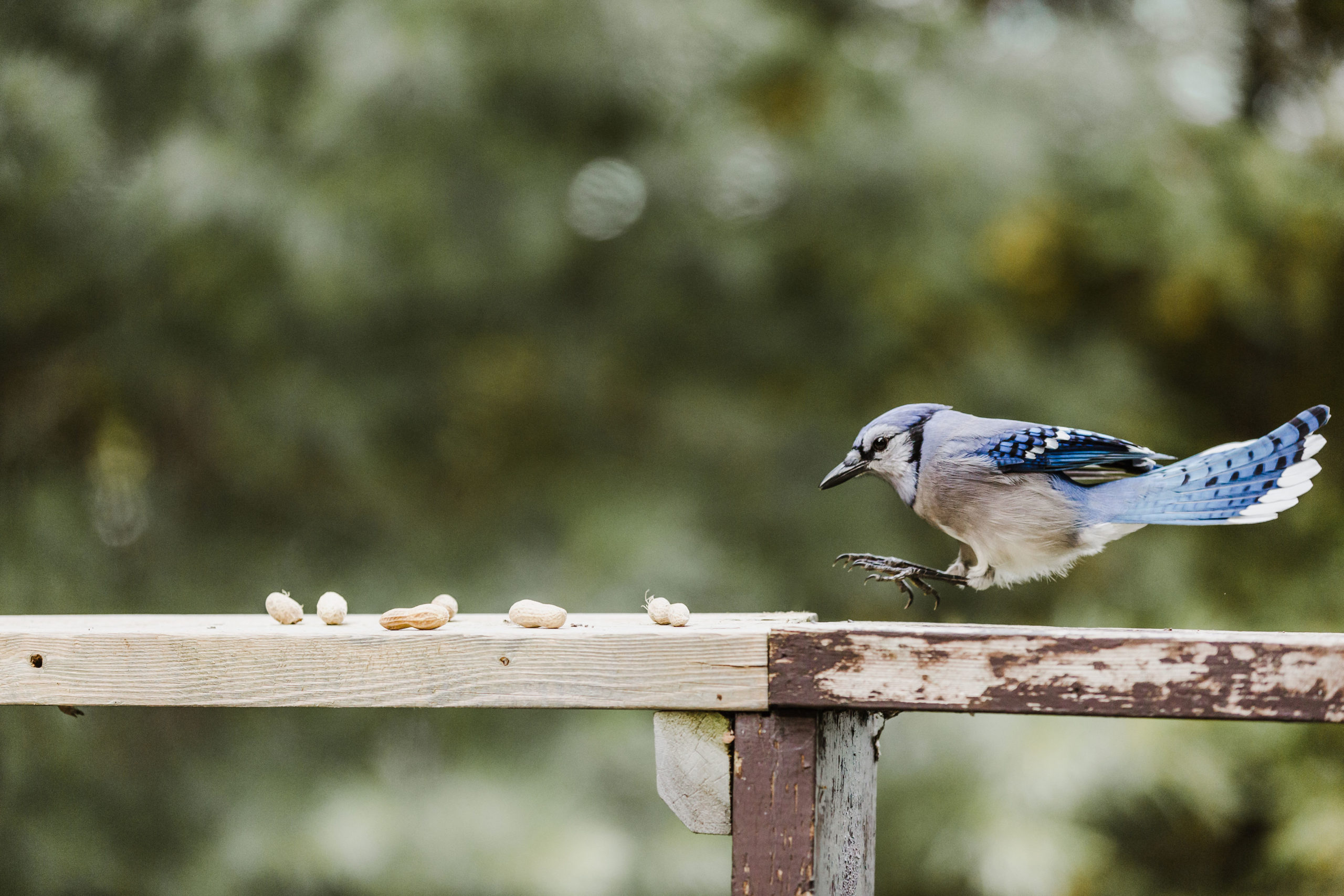 Bluejay flying in for a snack