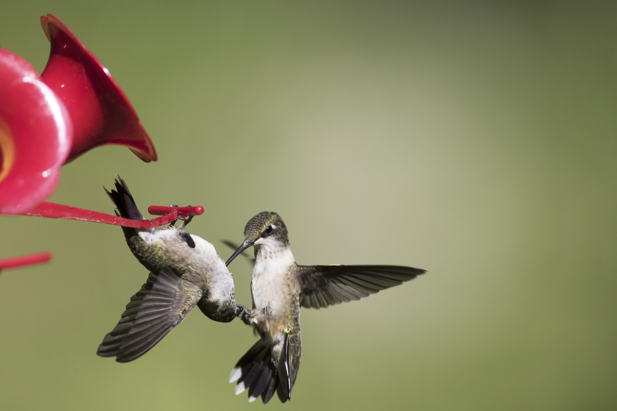 Hummingbirds fighting for food