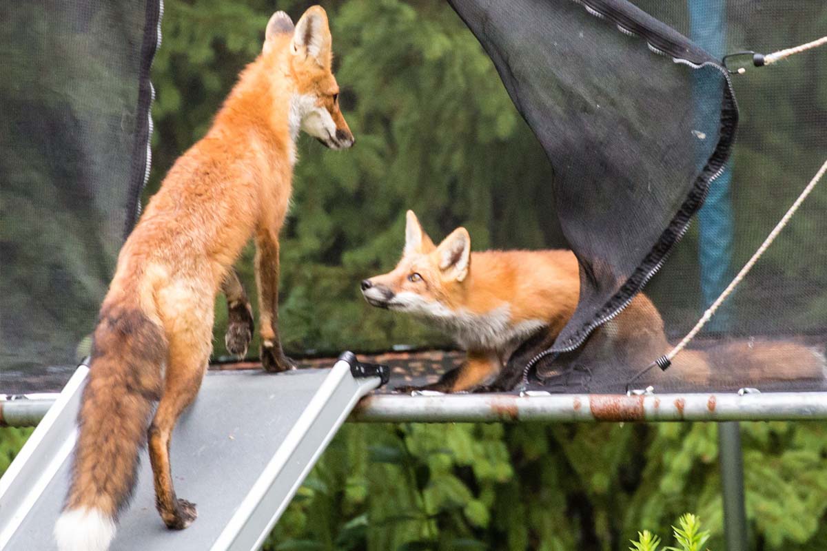 Fox waiting to enter trampoline