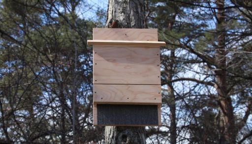 wooden bat house installed high up on a tree, ecosystem