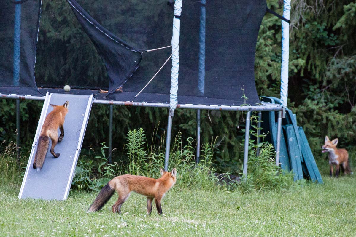 Two foxes on a trampoline