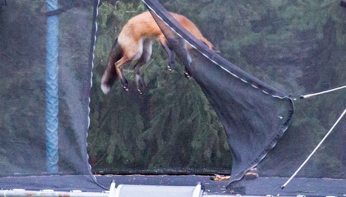 Fox catches some serious air on trampoline