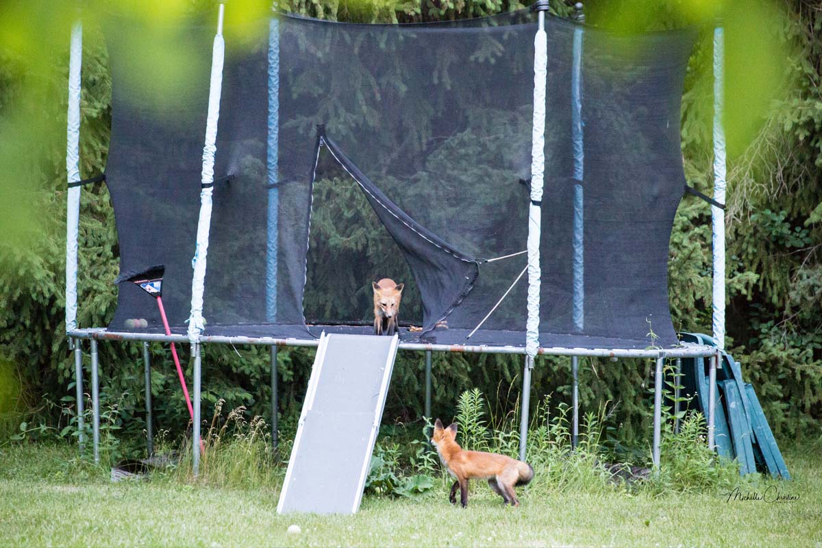 A fox on a trampoline