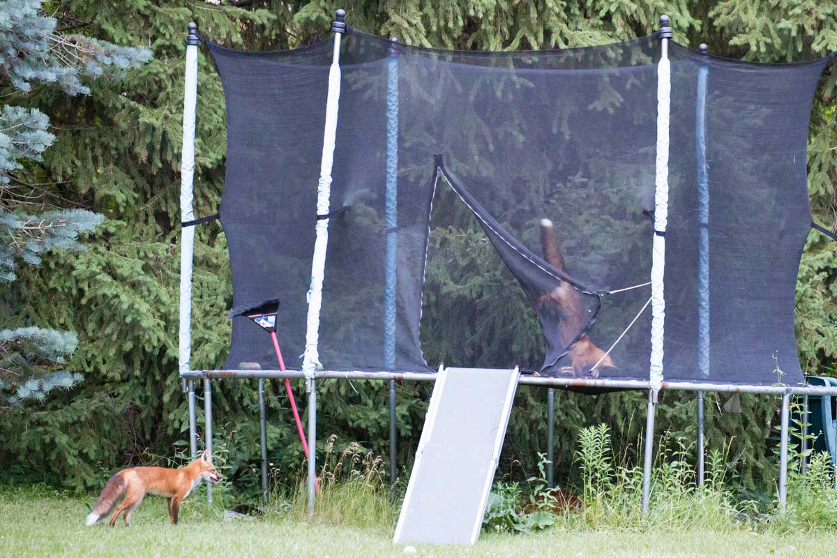 A fox dives into the trampoline