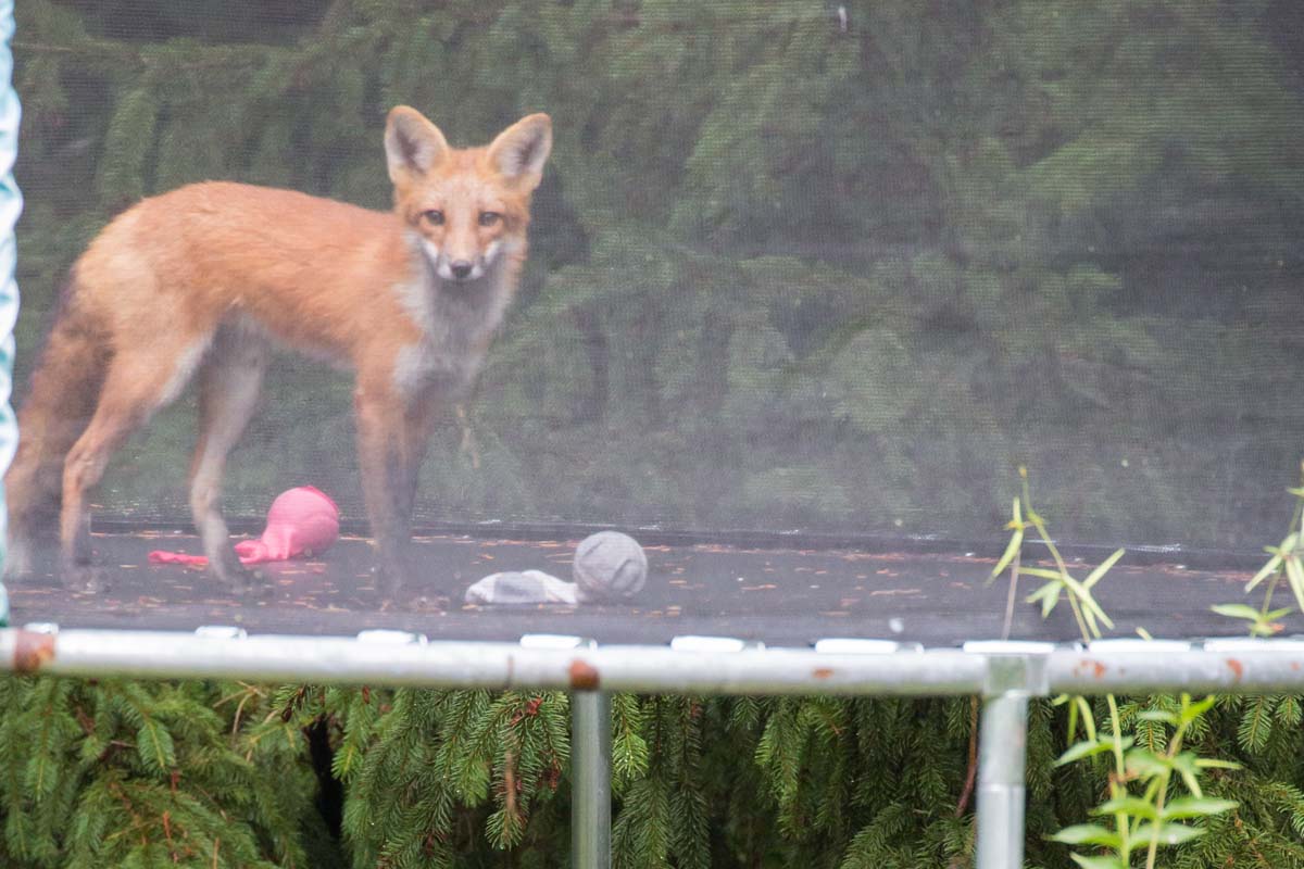 Fox with toys on the trampoline