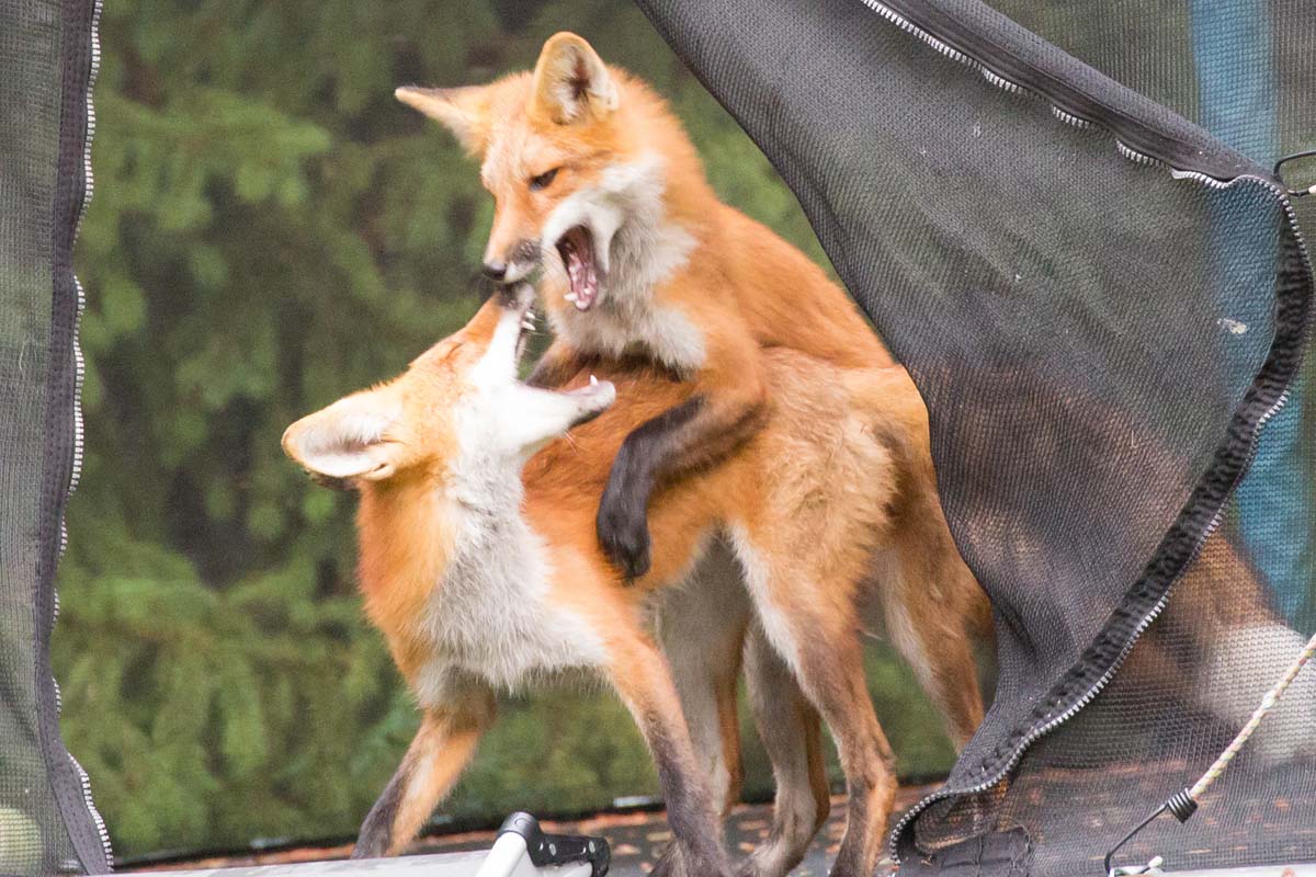 Two foxes playing