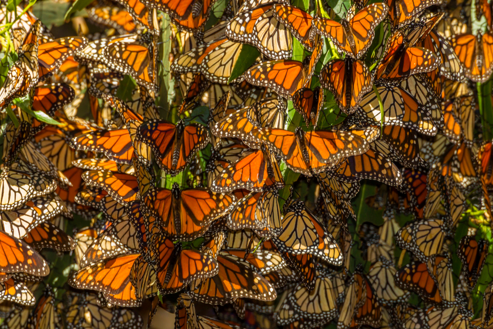 USA, California, Pismo Beach. Migrating monarch butterflies cling to leaves. Credit as: Cathy & Gordon Illg / Jaynes Gallery / DanitaDelimont.com