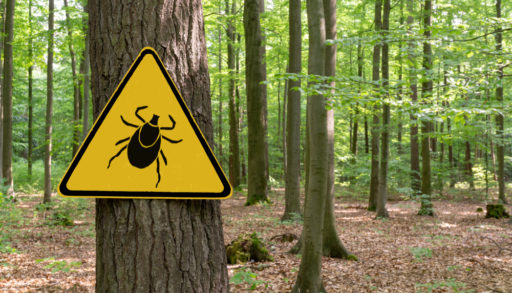 A yellow ticked warning sign attached to a tree trunk