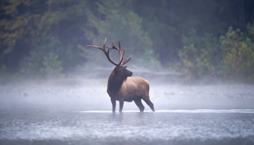 Bull Elk pauses in a stream on a misty morning, reconciliation