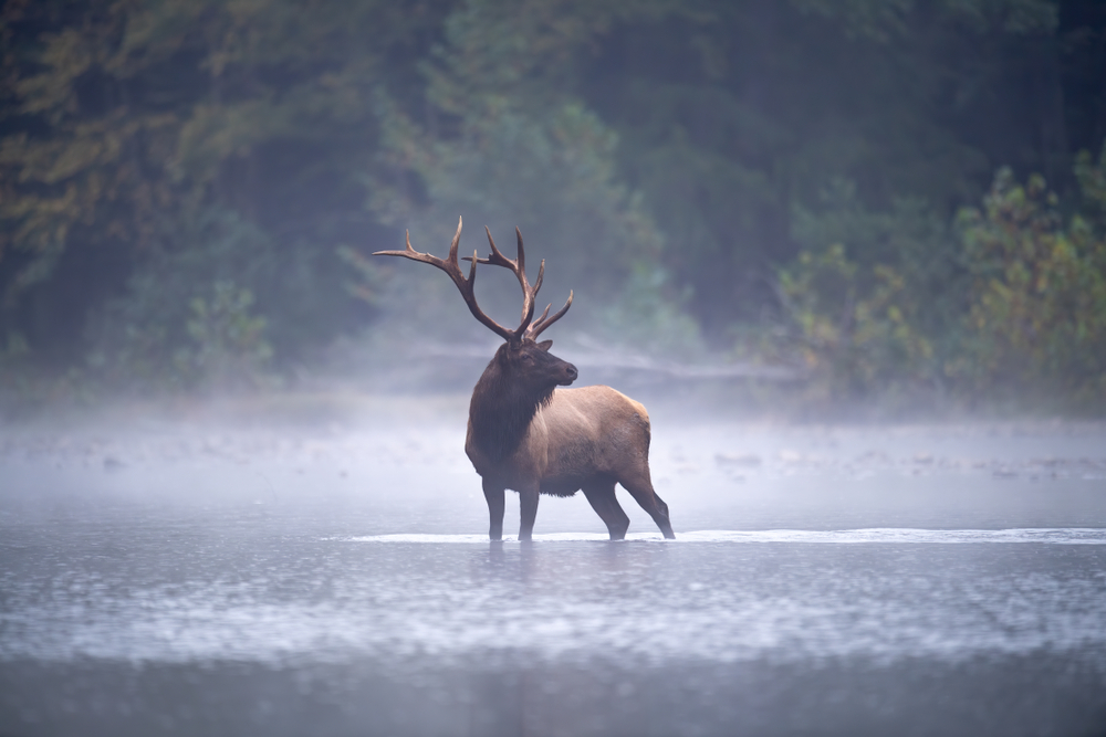 Bull Elk pauses in a stream on a misty morning, reconciliation