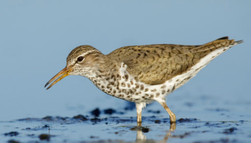 An adult spotted sandpiper wading in shallow water