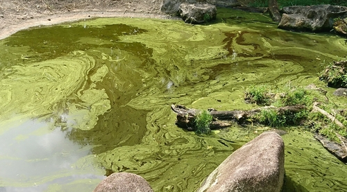 Blue-green algae, also called Cyanobacteria, are photosynthetic bacteria referred to as pond scum. They grow in pond when the water is warm and enriched with food nutrients, ecosystem