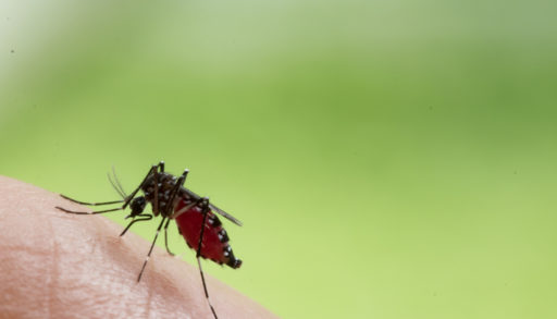 Aedes aegypti Mosquito landed on human skin