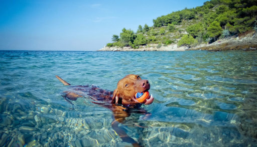 Dog swimming in the lake