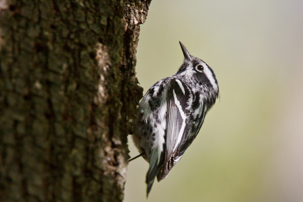A male black-and-white warbler climbing a tree trunk