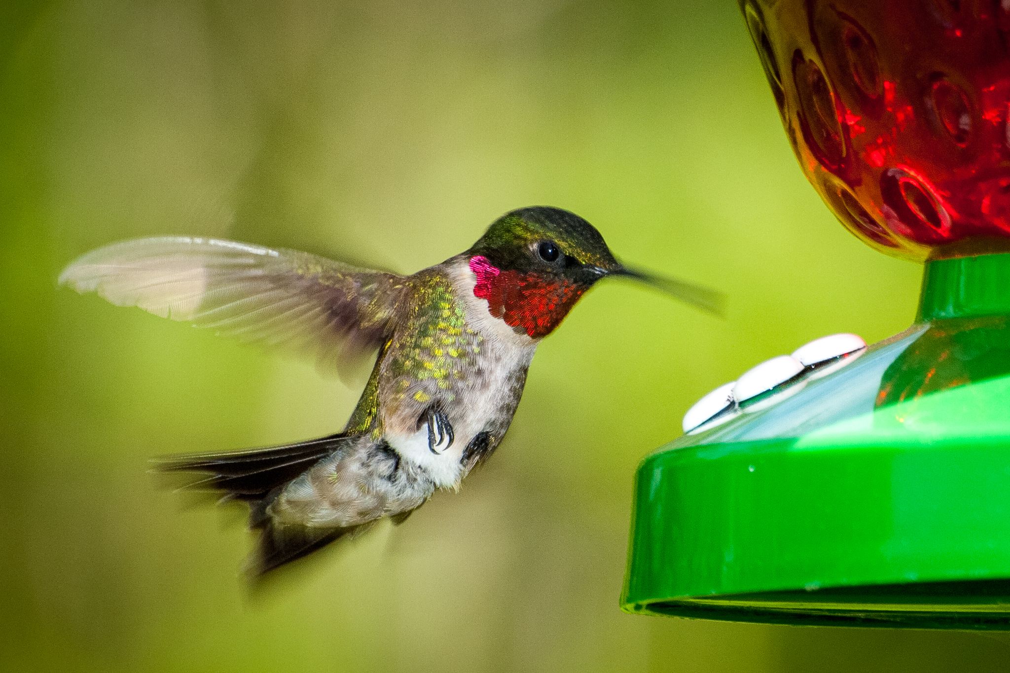 birds, Hummingbird feeding from the bird feeder