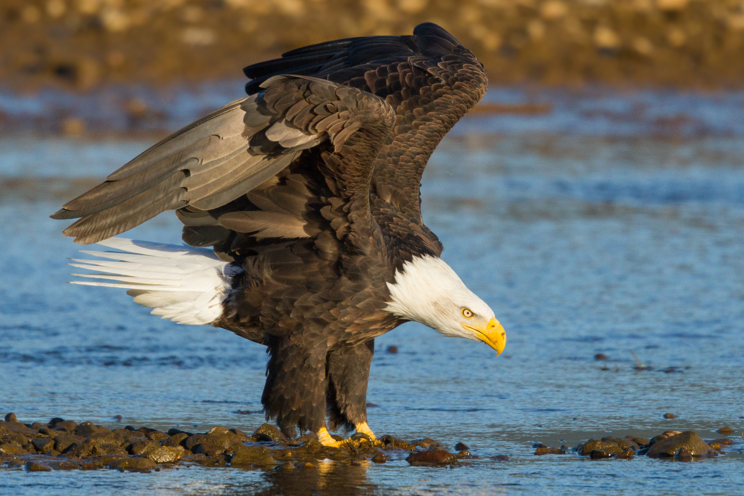 birds, a bald eagle perched on rocks in water