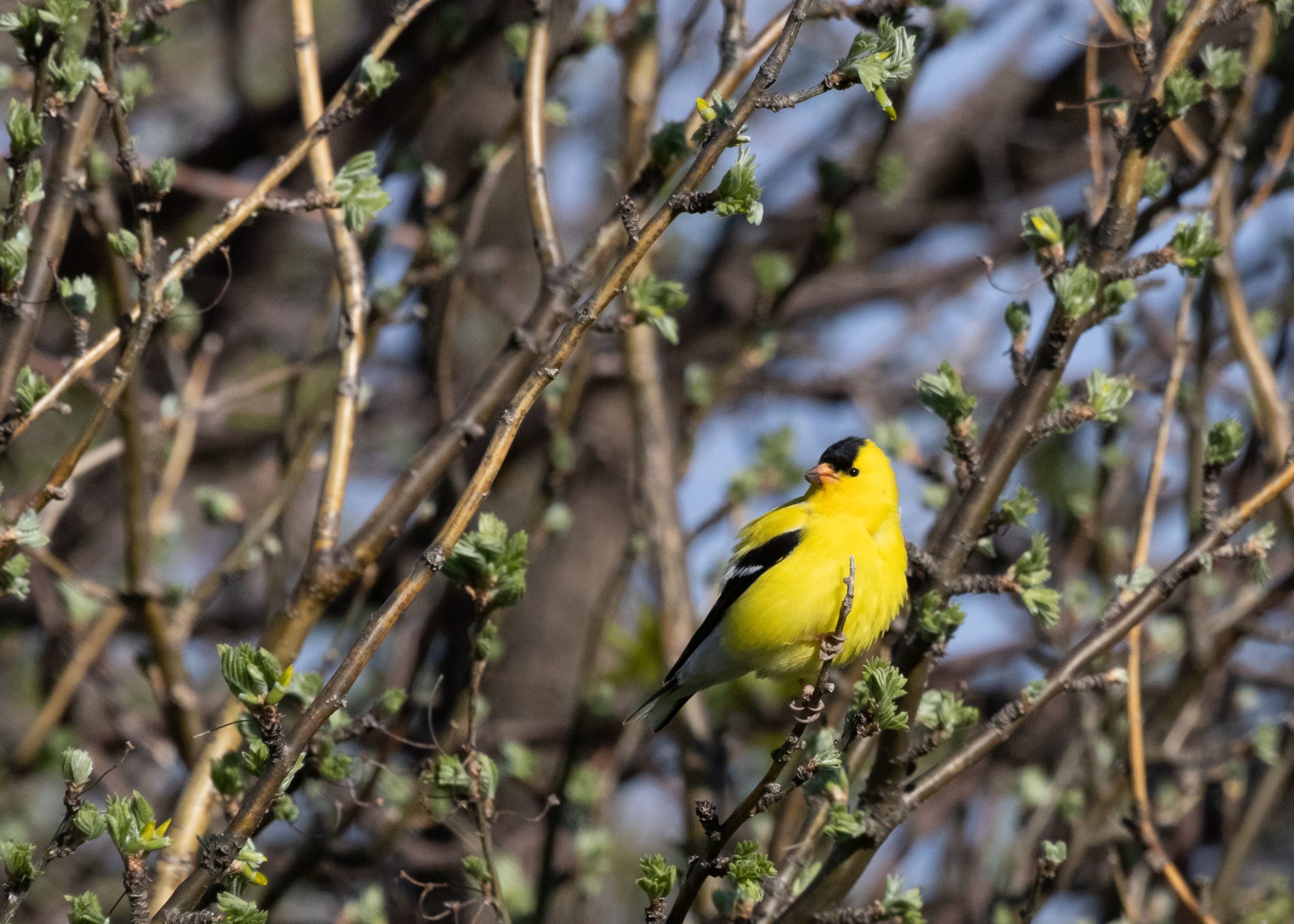 birds, Goldfinch perched on a tree branch