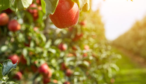 apple hanging on tree in orchard