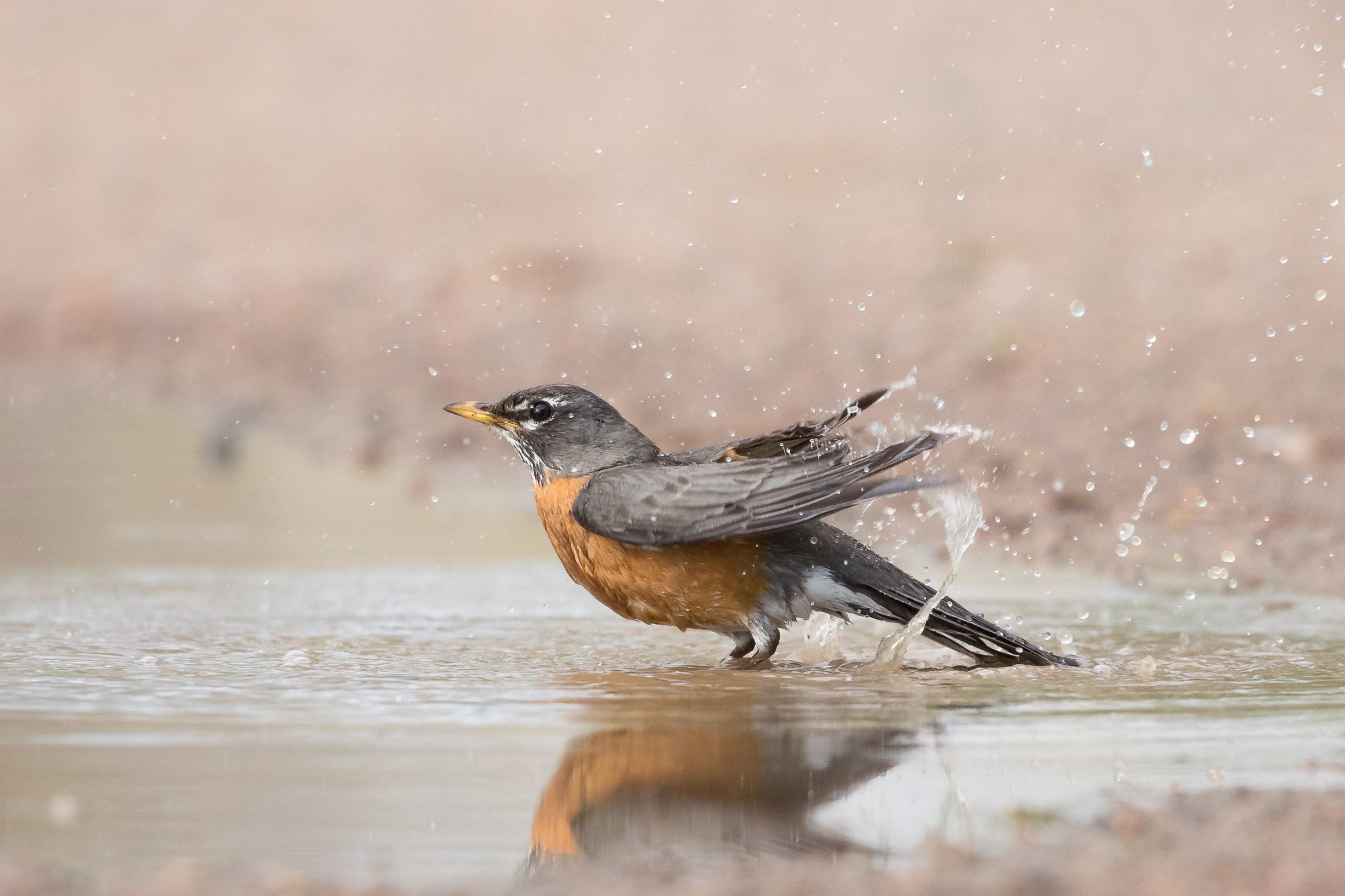 Robin bathing in water, birds