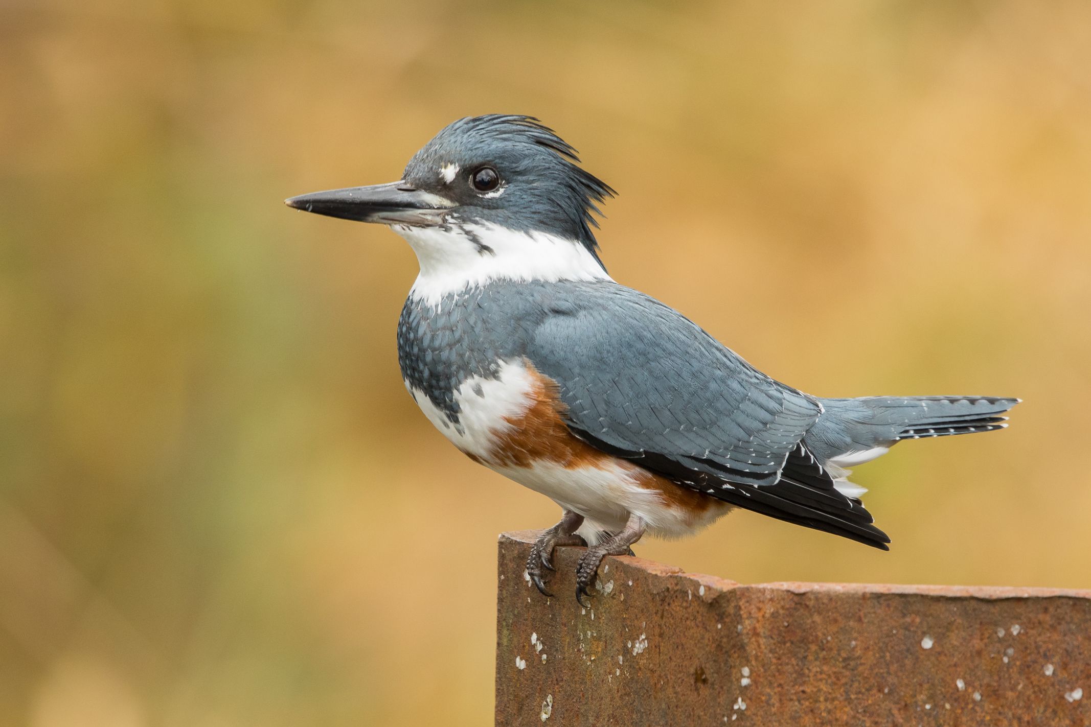 Close-up shot of a belted kingfisher, birds